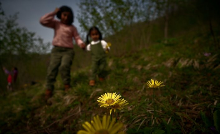 Batı Karadeniz yaylaları baharın müjdecisi çiçeklerle renklendi