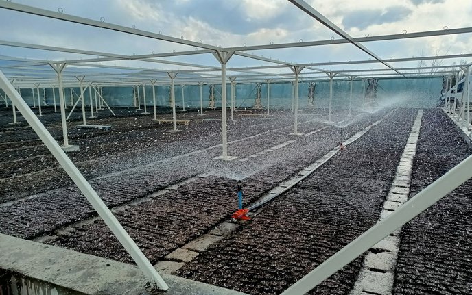 Bolu'da 400 bin fidan üretimi gerçekleşecek