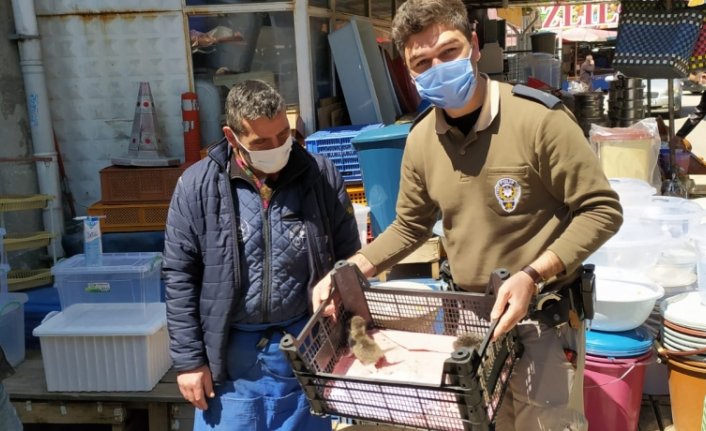 Bolu'da 4 yavru kedi tedavi altına alındı