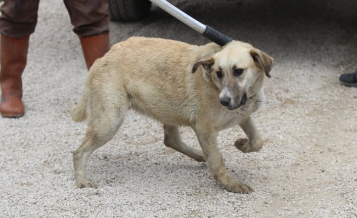 Bolu'da Anadolu Otoyolu kenarında bulunan 20 köpek barınağa götürüldü