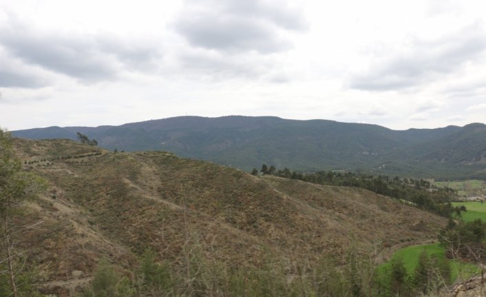 Bolu'da yanan ormanlık alan yeniden yeşermeye başladı