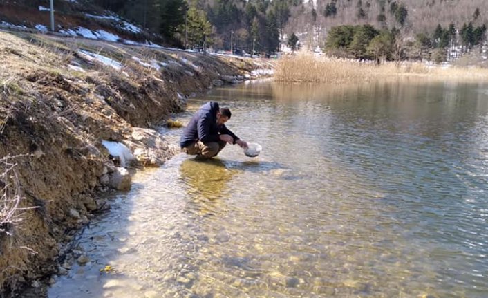 Bolu'daki göl ve derelere 620 bin yavru Abant alası bırakıldı