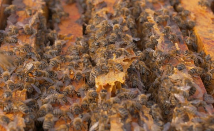 Düzce Üniversitesinde Türkiye'deki bal arısı ırklarının genetik haritası çıkarılacak