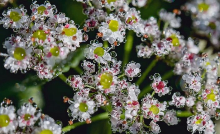 Fotoğraf sanatçılarından çevrim içi söyleşi