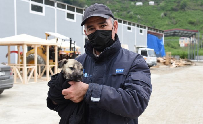 Giresun'da derede mahsur kalan köpek yavrusu kurtarıldı