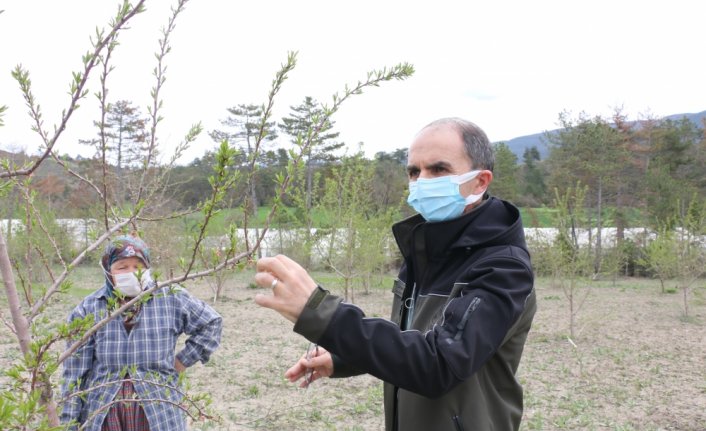 Göynük'te badem ağaçları çiçek açtı