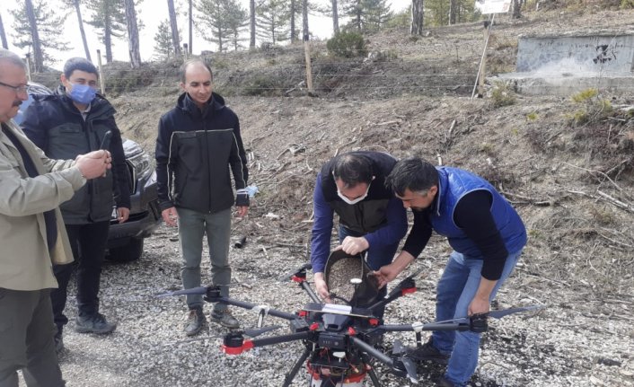 Göynük'te karaçam tohumları drone ile toprakla buluşturuldu