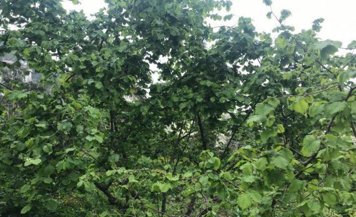 GTB Yönetim Kurulu Başkanı Bölük: 