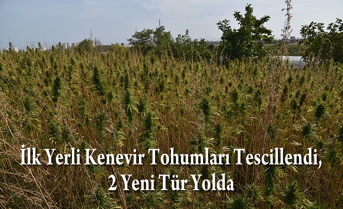 İlk Yerli Kenevir Tohumları Tescillendi, 2 Yeni Tür Yolda
