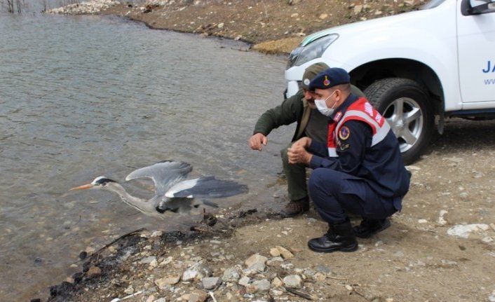 Kastamonu'da tedavisi tamamlanan gri balıkçıl ve kerkenez doğaya salındı