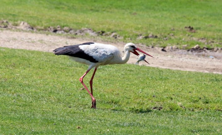 Kızılay Deltası'nda leylek 
