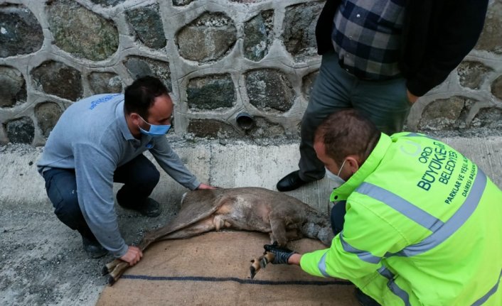 Ordu'da yüksekten düşerek yaralanan karaca tedavi altına alındı