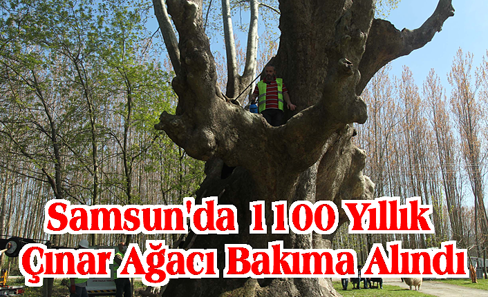 Samsun'da 1100 yıllık çınar ağacı bakıma alındı