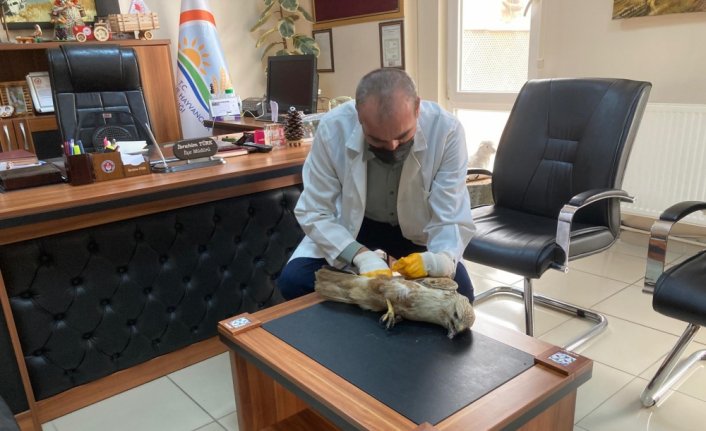 Tokat'ta bir vatandaşın arazide bitkin bulduğu şahin yetkililere teslim edildi