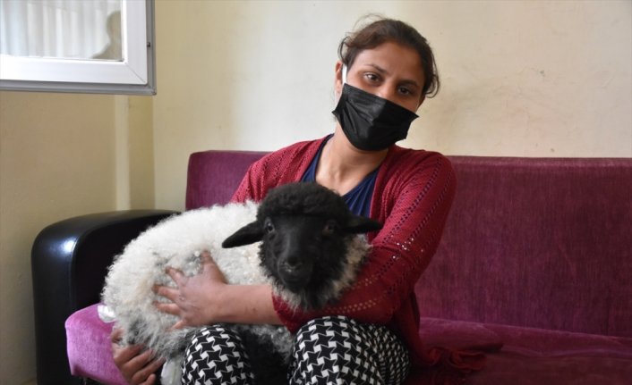 Trabzon'da kuzusu hastalanan vatandaş veteriner bulamayınca hastaneye gitti