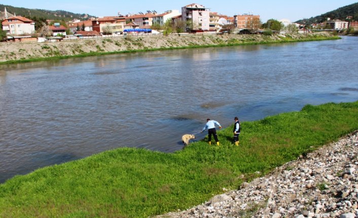 Yeşilırmak Nehri'nde mahsur kalan köpek itfaiye ekiplerince kurtarıldı