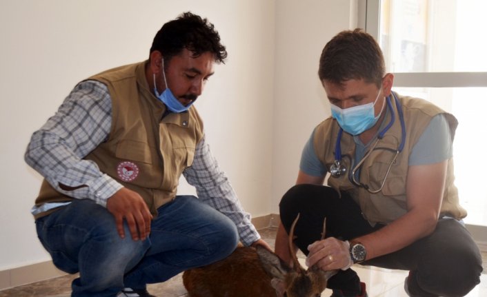 Amasya'da yaralı bulunan karaca tedavi altına alındı
