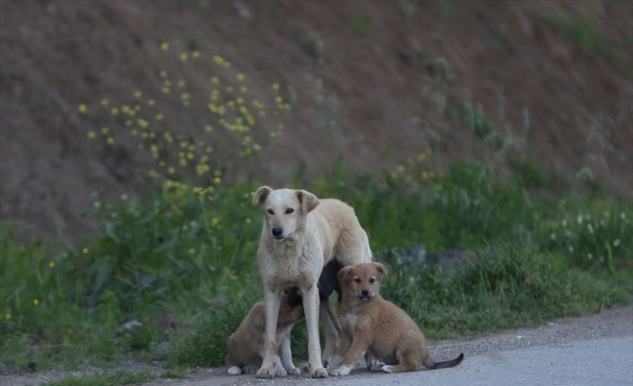 Anne köpek aracın çarpması sonucu telef olan yavrusunun başından ayrılmadı