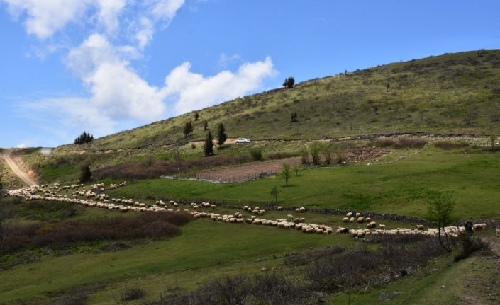 Baba mesleğini sürdüren çobanlar, sürüleriyle Karadeniz yaylalarına çıkmaya başladı