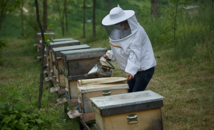 Bal performansı yüksek Anadolu arı ırkları gen haritasıyla belirlenecek
