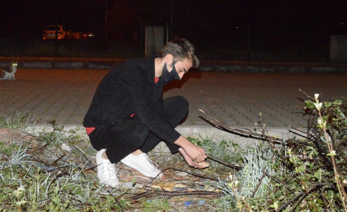 Bartın'da mahalleye inen çakalları vatandaşlar besliyor
