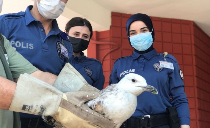 Bekçilerin yaralı halde bulduğu martı tedavi edilecek