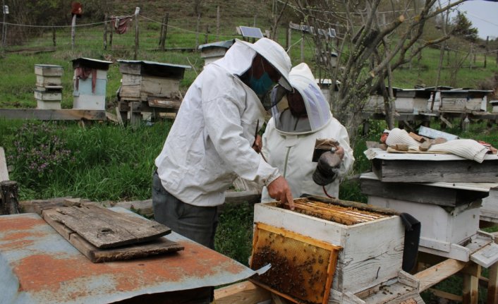 Bolu'da arıların bahar hazırlığı başladı