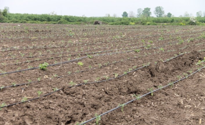 Çarşamba ilçesinde üreticiler tam kapanma döneminde bahçeleriyle ilgileniyor