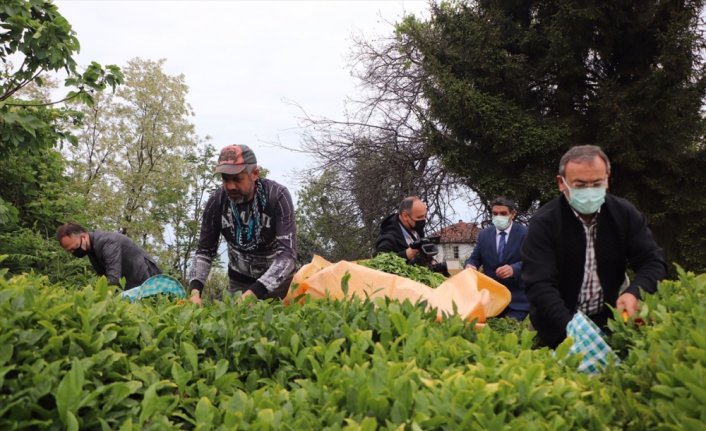 ÇAYKUR beyaz çayın kilogramını 600 liradan alacak