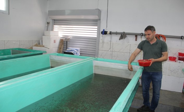 Devlet desteğiyle kurduğu tesiste gökkuşağı alabalığı üretiyor