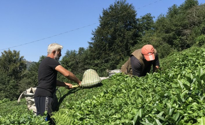 Doğu Karadeniz'de birinci sürgün yaş çay hasadı başladı