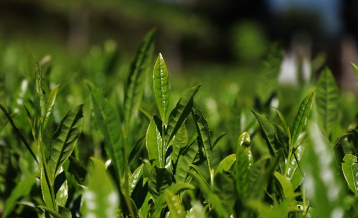 Doğu Karadeniz'de yaş çay hasadı 17 Mayıs'ta başlayacak