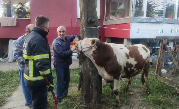 Düzce'de boynuna zincir dolanan danayı itfaiye ekipleri kurtardı