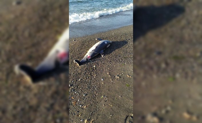Düzce'de deniz yüzeyinde bulunan ölü yunus kıyıya çıkarıldı