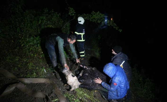 Düzce'de itfaiye ekipleri 40 metrelik uçuruma düşen ineği kurtarmak için seferber oldu