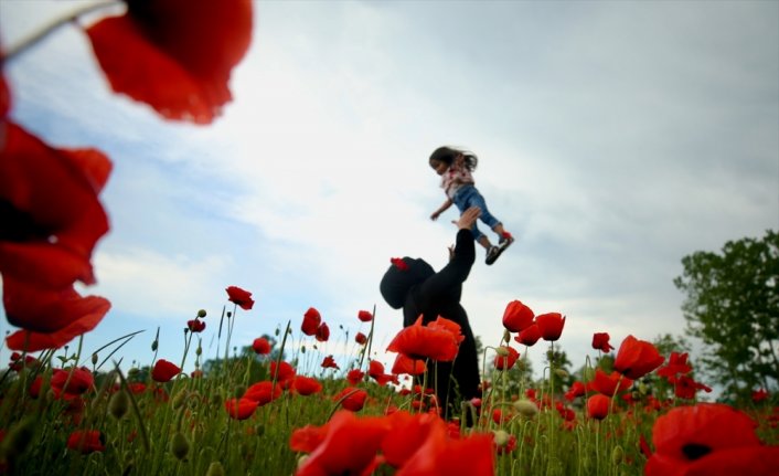 Düzce'de tarlaları kırmızıya boyayan gelincik çiçekleri şenliği