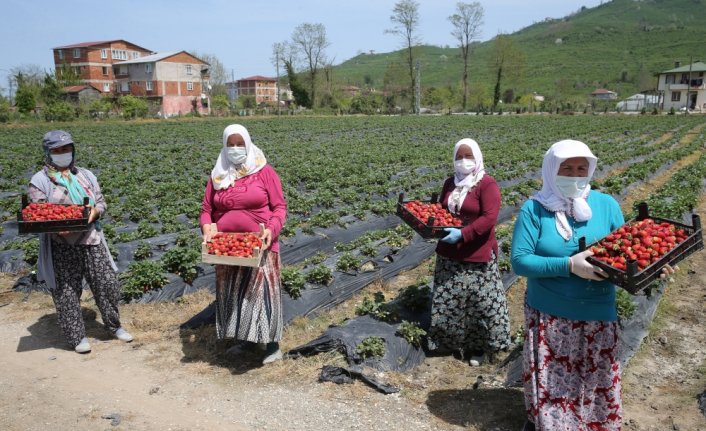 Fındık diyarı Ordu'da çilek hasadına başlandı