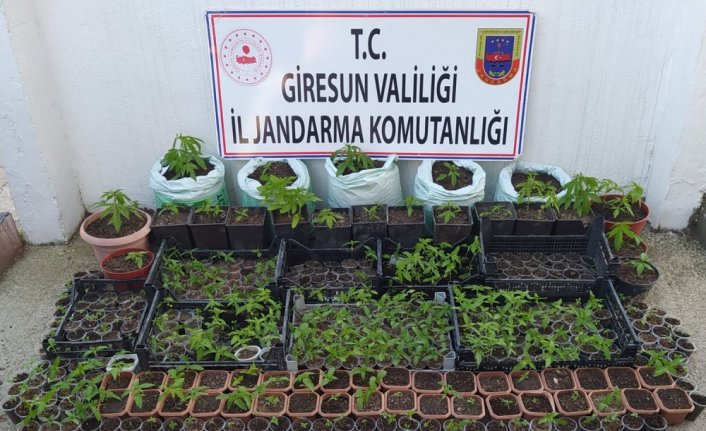 Giresun'da 1150 kök kenevir ve 100 kök skunk ele geçirildi