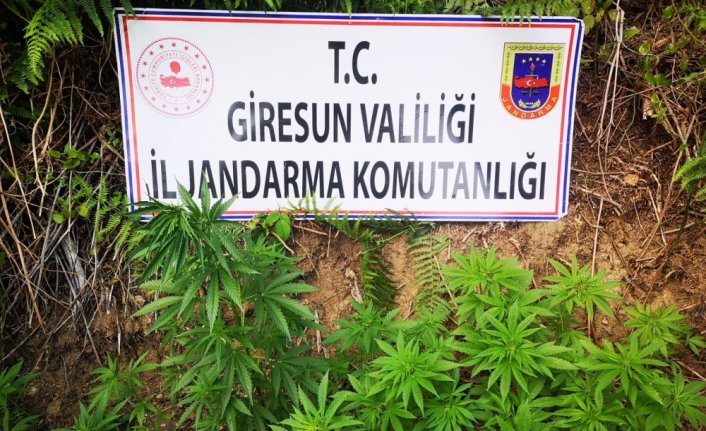Giresun'da 116 kök kenevir ele geçirildi