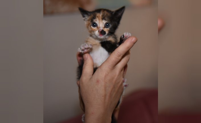 Giresun'da donmak üzere bulunan yavru kedi koruma altına alındı