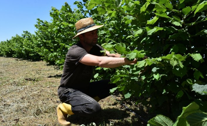 Karadeniz'de iyileştirme çalışması yapılan fındık bahçelerinde verim yüzde 57 arttı