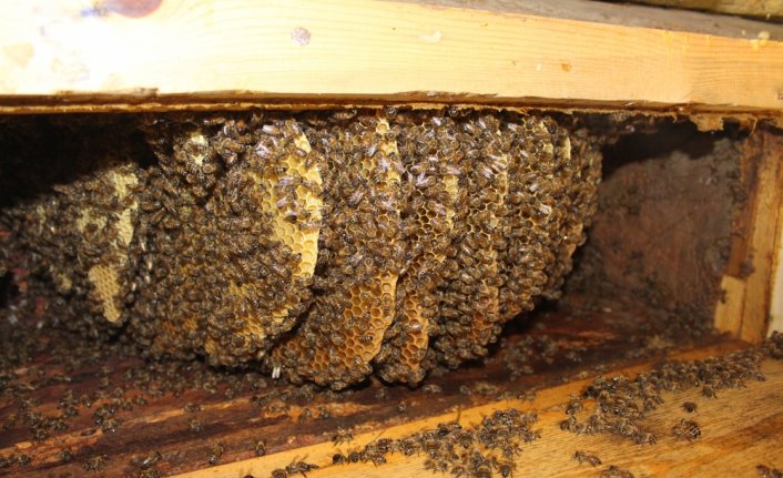 Kastamonu'da arıcılık yapan aile 150 yıllık kovanlıkta bal üretiyor