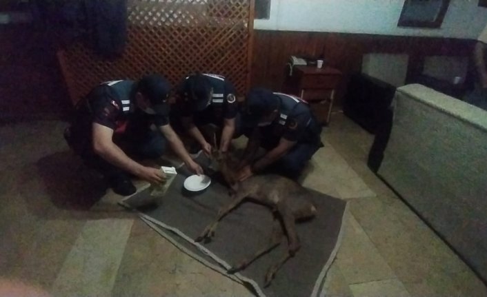 Kastamonu'da jandarma ekipleri yaralı karacayı elleriyle besledi