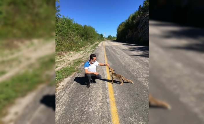 Kastamonu'da yolda gördükleri tilkiyi elleriyle beslediler