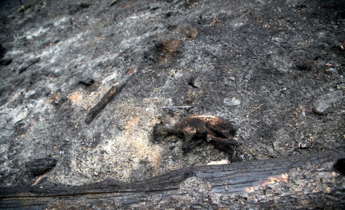 Kastamonu'daki orman yangınının ardından yanmış karaca yavrusu bulundu