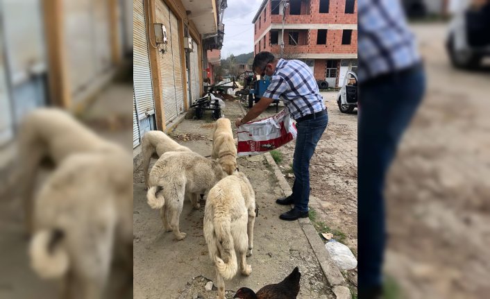 Kısıtlama döneminde sokak hayvanlarını görevliler besliyor