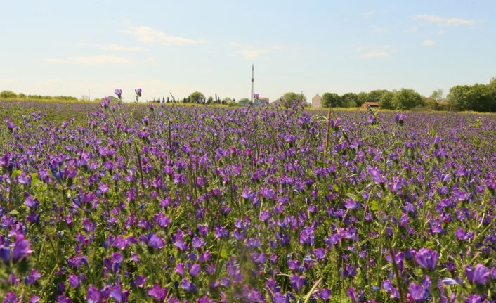 Kızılırmak Deltası ilkbaharda açan çiçeklerle renklendi