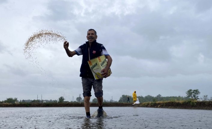 Konuralp pirincinin tarladan sofraya uzanan yolculuğu başladı