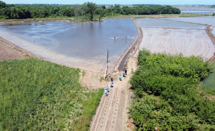 Kovid-19 aşısını çeltik tarlasında oldu