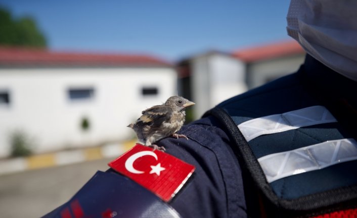Saka kuşu yavruları kendilerine yuva yapan jandarmanın maskotu oldu